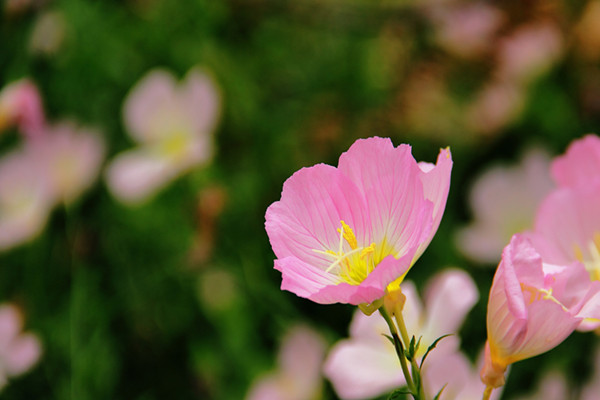 月见草可以泡茶吗