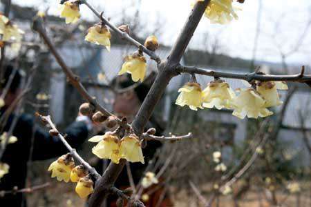 腊梅花