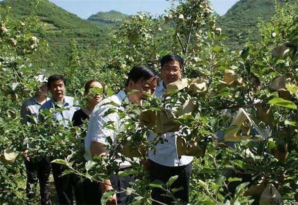 夏季苹果病虫害防治方法