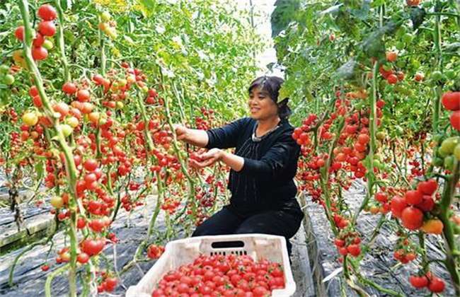 怎样无土种植西红柿