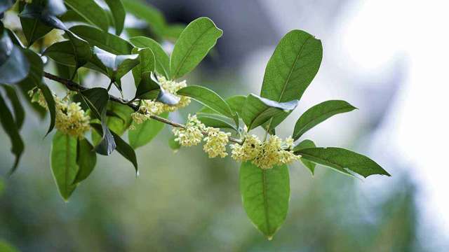 桂花如何施肥