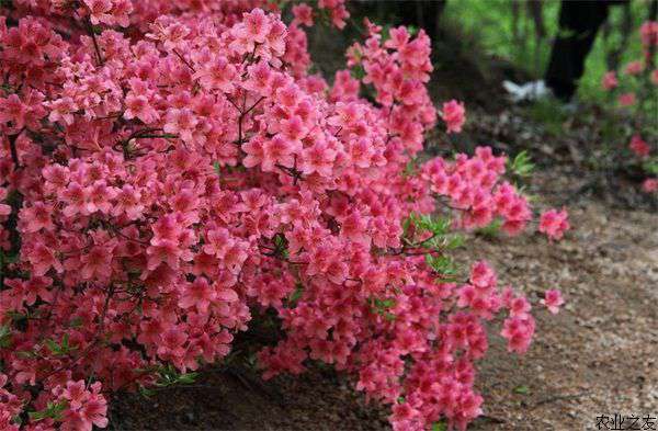 杜鹃花春季蚜虫防治方法