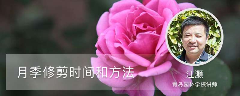 月季修剪时间和方法（季节和地域）