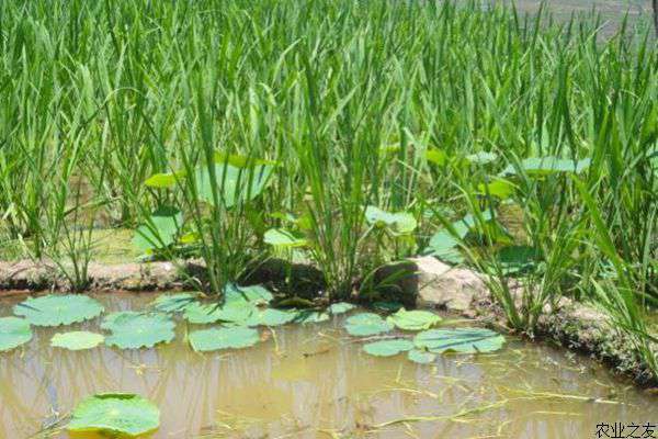 冷水茭白种植技术要点