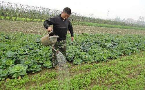 芹菜如何施肥