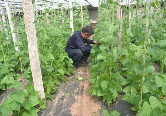 豆角怎样整枝