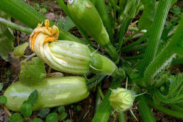 大棚西葫芦种植技术要点