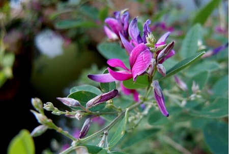 胡枝子开花