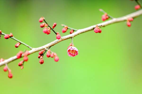 盆栽梅花怎么浇水