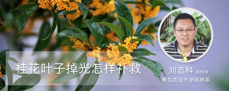 桂花叶子掉光怎样补救