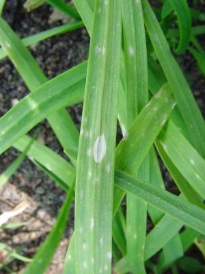 秋冬怎么种植大棚韭菜