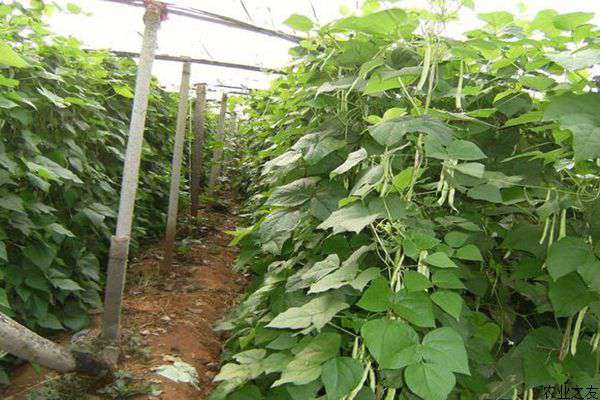 日光温室冬季芸豆种植技术