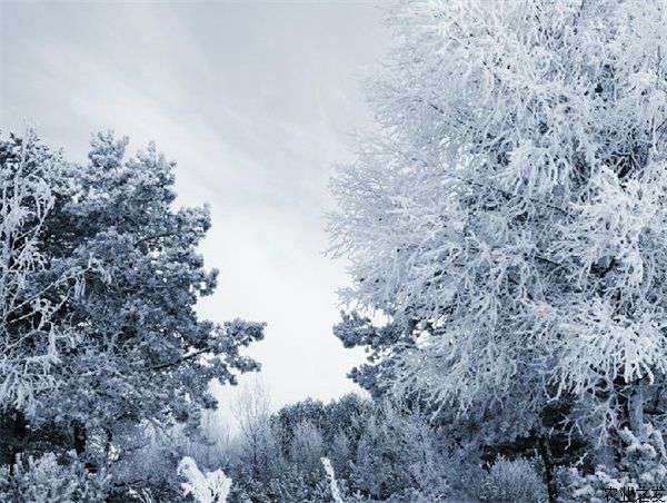 雪松夏季移植栽培技术