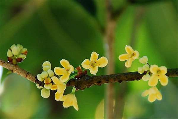 桂花种子播种方法