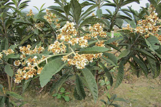 大果枇杷的种植栽培技术