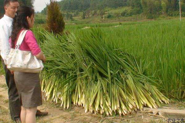 秋冬季单季茭白种植要点