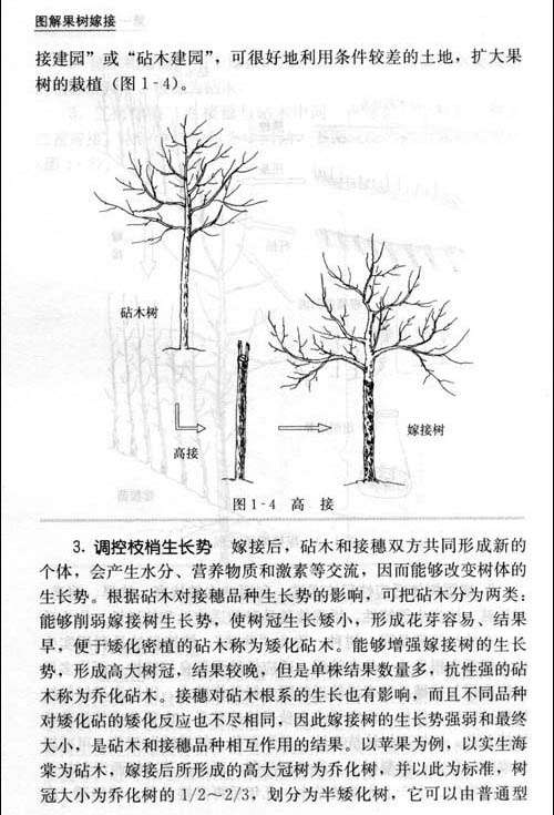 高接换头嫁接技术4.jpg