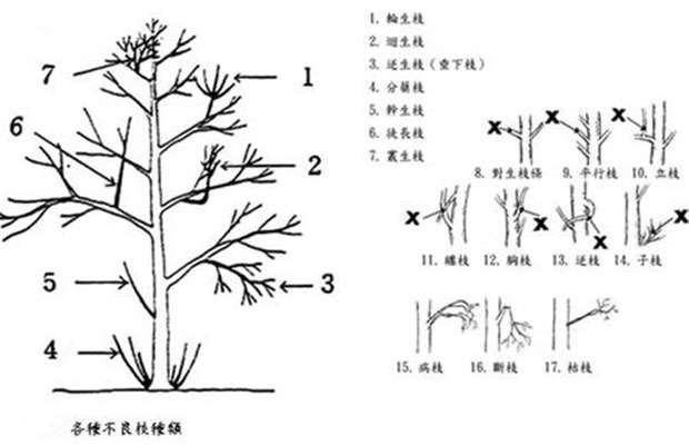 果树整形4.jpg