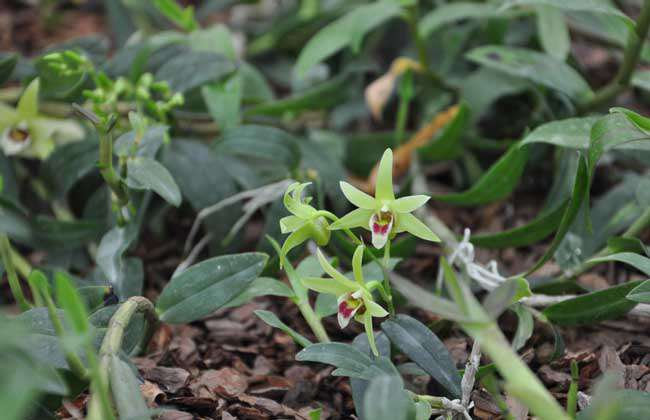 种植石斛赚钱吗？