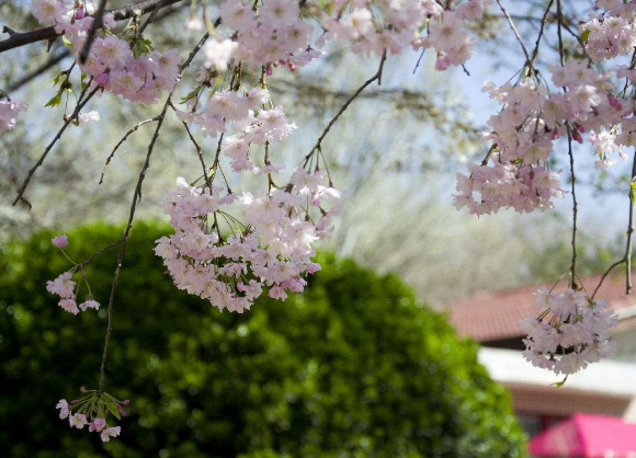 樱花树苗多少钱一株 樱花哪个品种好