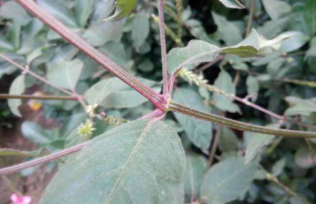 牛膝种子价格及种植方法