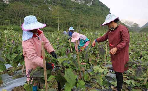 茄子合理剪枝促进茄秧健康高产