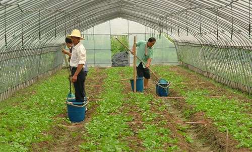 大白菜莲座期、结球期的灌水技术和不包心时期的水肥管理