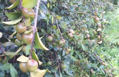 油茶树种植方法 种植油茶树的经济效益