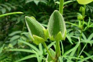 保健蔬菜黄秋葵的种植方法