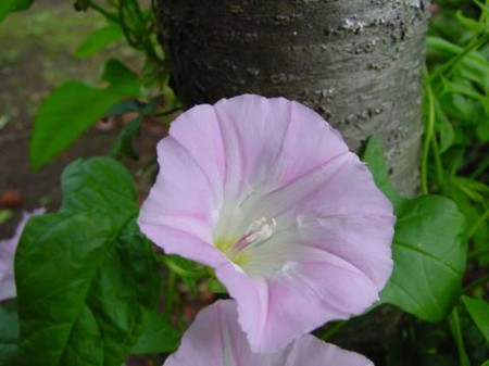 白花银背藤开花