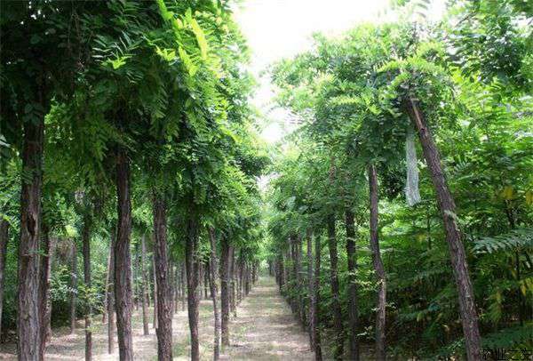 香花槐如何栽培养护