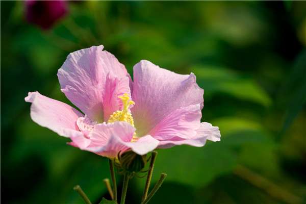 木芙蓉花的繁殖方法