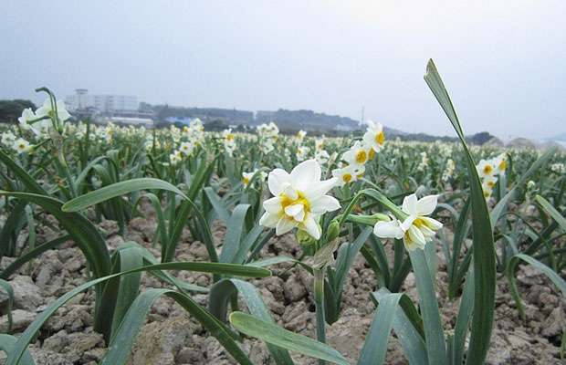 水仙花13.jpg