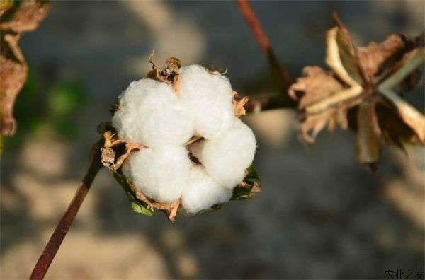 棉花病虫害防治技术