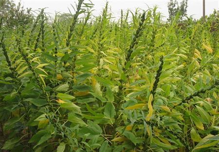 夏季种植芝麻如何管理好？