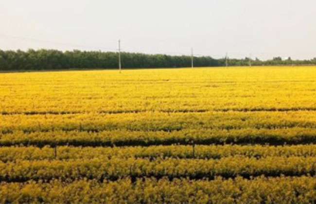 杭州京可园林黄金枸骨种植基地.jpg