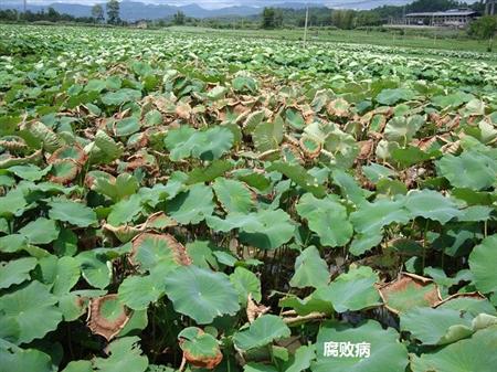 莲藕种植技术