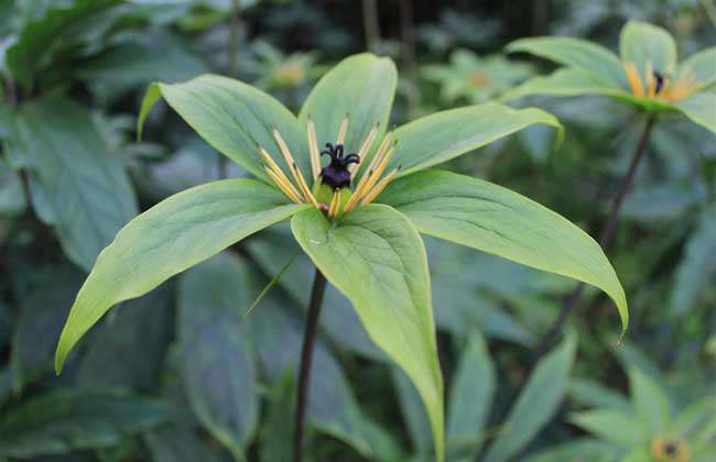 重楼种子价格及种植方法