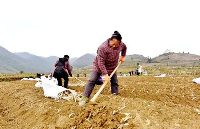 村民在基地里干活喜笑颜开（吴贤和--摄）.jpg