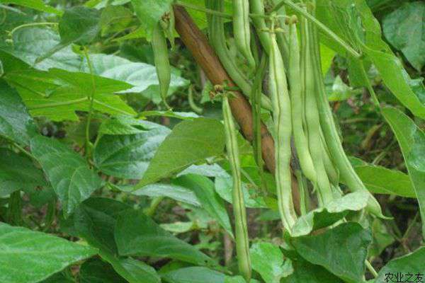 塑料大棚早春豆角种植技术