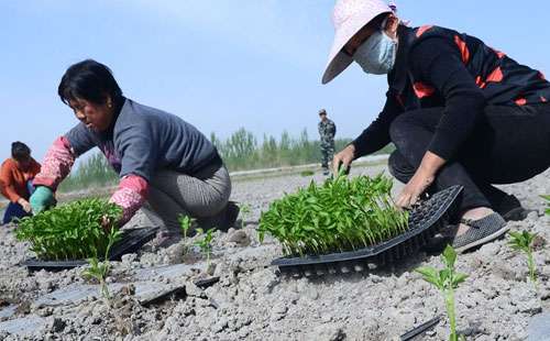 辣椒移栽时间、措施及堤防事项