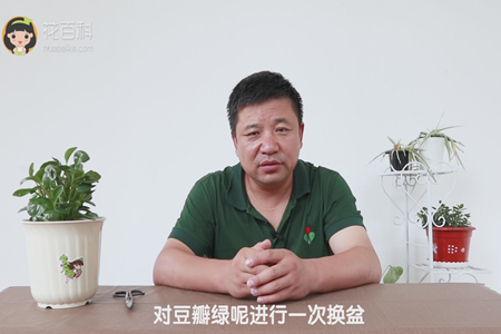 都豆瓣绿呢进行一次换盆