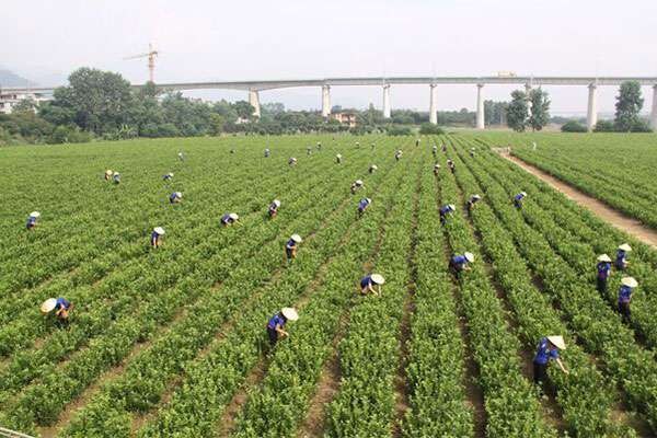 茉莉花基地3.jpg