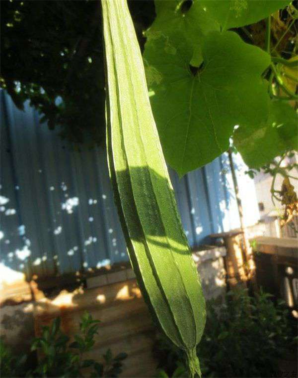 大棚丝瓜密植早熟栽培合理密植