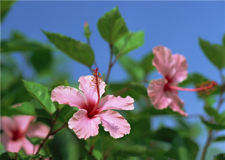 扶桑的花