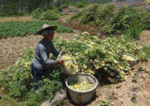 药材金银花采摘加工技巧