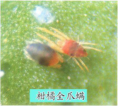 “以螨治螨”生物防治技术在柑橘上应用操作要点