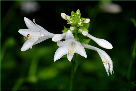 玉簪花