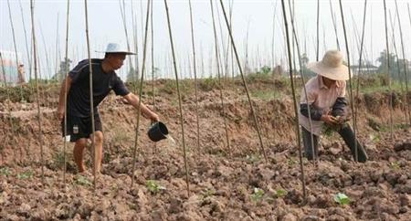 豇豆种植技术图片视频