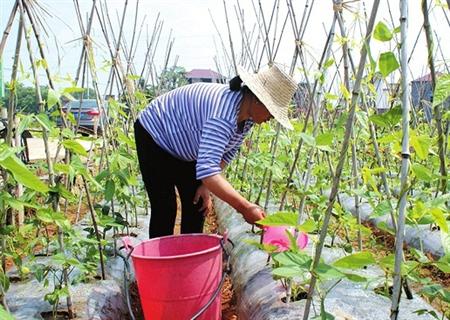 豆角发生药害怎么办